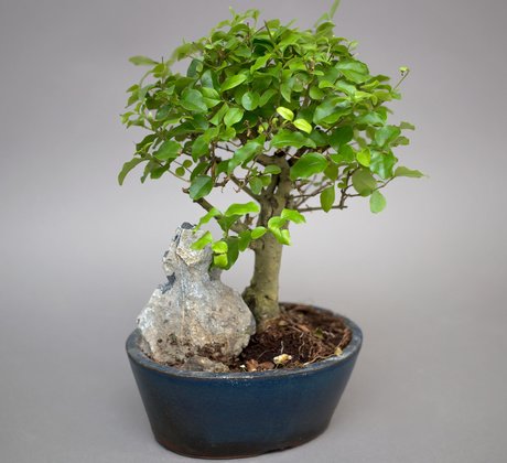 Bonsai