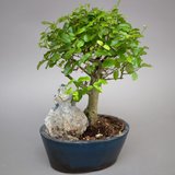 Bonsai